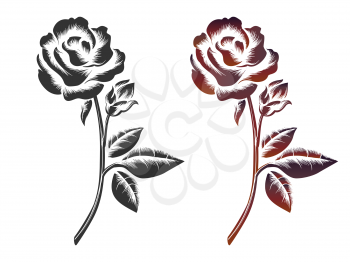 Hand drawn roses on white background. Vector icons of black and wine color roses