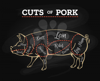 Pig butcher chalkboard scheme. Pork meat cut parts hand drawn diagram, pig steak cutting vector illustration