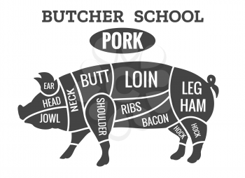 Vintage pig cuts. Pork butcher diagram for grilled chop school vector illustration