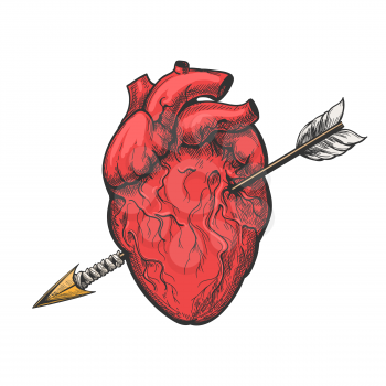 Human heart with arrow drawing. Real vector love heart tattoo etching vector illustration