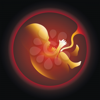 Human fetus in utero vector illustration. Pregnant womb, pregnancy health and prenatal unborn baby icon