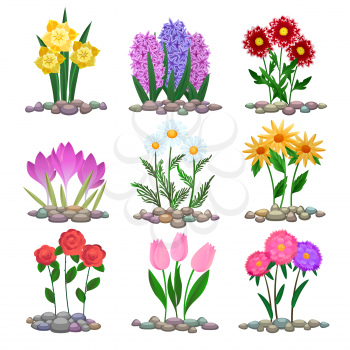 Garden flowers plants on soil. Vector spring gardening plant bouquets, tulip and crocus, hyacinth and chamomile on flowerbed