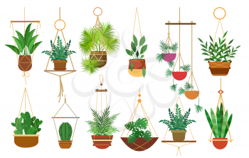 Hanging pots plants. Hang botanical decoration houseplants isolated on white background, cozy home garden with macrame hangers, beauutiful indoor handmade planters decor with flowers, vector