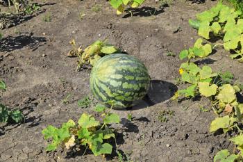 The growing water-melon in the field. Cultivation of melon cultures.                          
