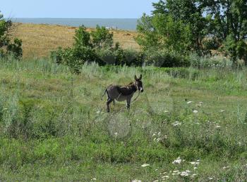 Little burro. The donkey is grazed on a meadow.
