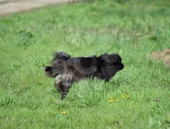Black dog tags in a green grass. Pedigree dog yard.