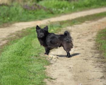 Black dog on a dirt road. Pedigree dog yard.