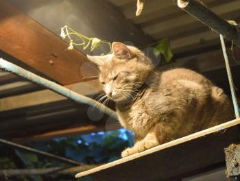 Smoky the cat in light of an incandescent lamp. Pets in the private courtyard.