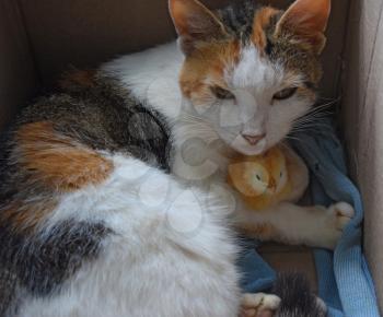 Cat warms chicken. Cat takes a chicken for her cub.