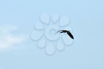 Bird snipe. A black silhouette of a bird against the sky.