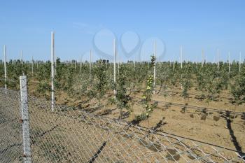Young apple orchard. Young planting apple orchard on the trellis, enclosed by a fence of mesh netting.