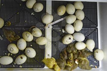 Hatching of eggs of ducklings of a musky duck in an incubator. Cultivation of poultry.
