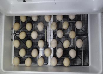 Incubator for a conclusion of chickens, ducklings and gooses. Equipment for a household. The eggs of a musky duck lying in an incubator.