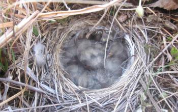 Nest of a bird in the tundra. Northern birds breed for short summer.