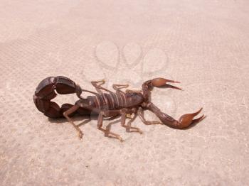 Scorpion. Poisonous chlenistonogy deserts in the Emirates.