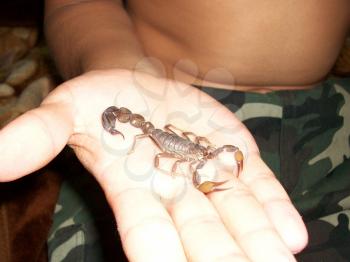 Scorpion. Poisonous chlenistonogy deserts in the Emirates.