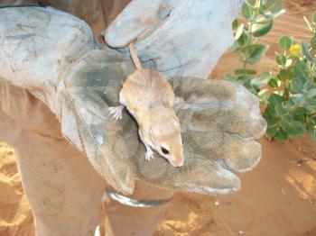Desert mouse in a hand. Fauna of Arab Emirates.