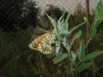 Butterfly on a plant stem. Insect pollinators.