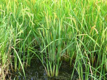 The cultivation of rice in flooded fields. Agriculture.