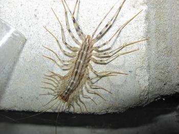 Centipede on concrete. Predatory insects living on the premises.