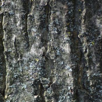 Background from poplar bark. Texture of bark of a tree.