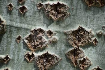 Background from poplar bark. Texture of bark of a tree.