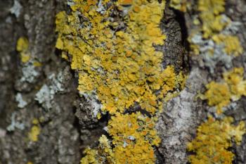 Yellow lichen on tree bark. Symbiosis of a tree and lichen.