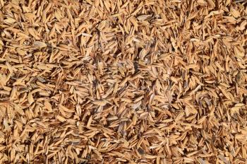The detail of rice husks for background