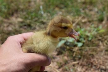 Ducklings of a musky duck. Duckling in a hand.