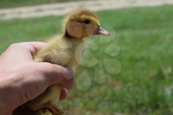 Ducklings of a musky duck. Duckling in a hand.