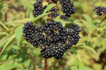 Elder berries. Maturing of berries of a poisonous plant.
