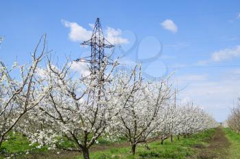 Transmission tower in the flowering plum garden. Farm garden in spring.