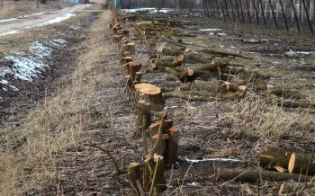 Stumps of felled mulberry trees. Clearing trees from space.
