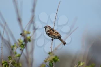 Sparrow on a branch of a currant. Photographing birds at telephoto.