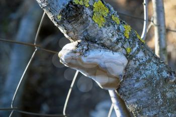 Tinder fungus on a branch. Infection tree fungus.
