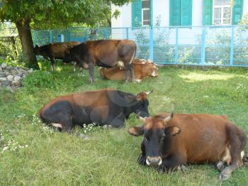 Cows in the city. A pasture of cows on city lawns.