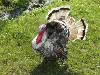 Male of a turkey. The maintenance of poultry in private enterprise.