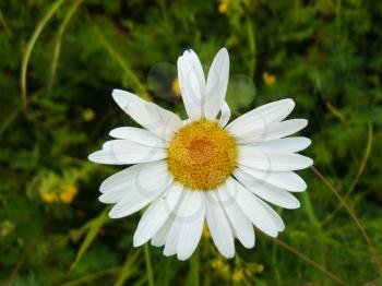 The Camomile flowers. Blossoming of angiospermous plants.