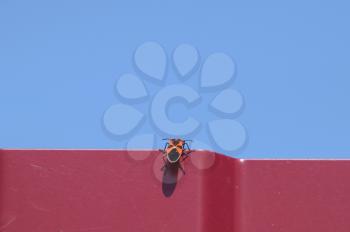 Little red bug climbs through a red fence. Overcoming obstacles insects.