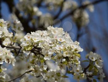 Blooming wild pear in the garden. Spring flowering trees. Pollination of flowers of pear.
