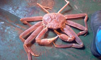 The  Far East crab. The  Unexpected catch.