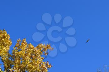 Fraxinus excelsior and tea against the blue sky. Autumn landscape.