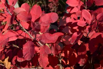 Autumn red color of leaves of cotinus coggygria. Paints of fall.