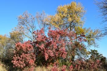 Color of leaves of cotinus coggygria and wild apricot. Trees in a forest belt in the fall.