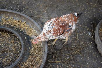 The hen pecks grain. Content in backyard chicken farm.