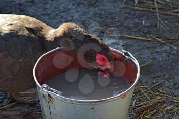 musk duck drinking water. The maintenance of musky ducks in a household.