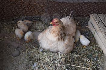 Chicken mother with chickens. Poultry in individual hen house.