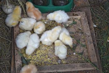 Little chickens. Poultry in individual hen house.
