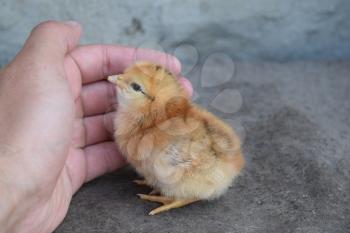 Chicken in a palm. Cultivation of domestic hens.
