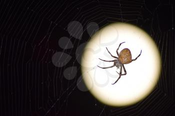 Araneus Spider on the background of the moon. Night spider on its web.